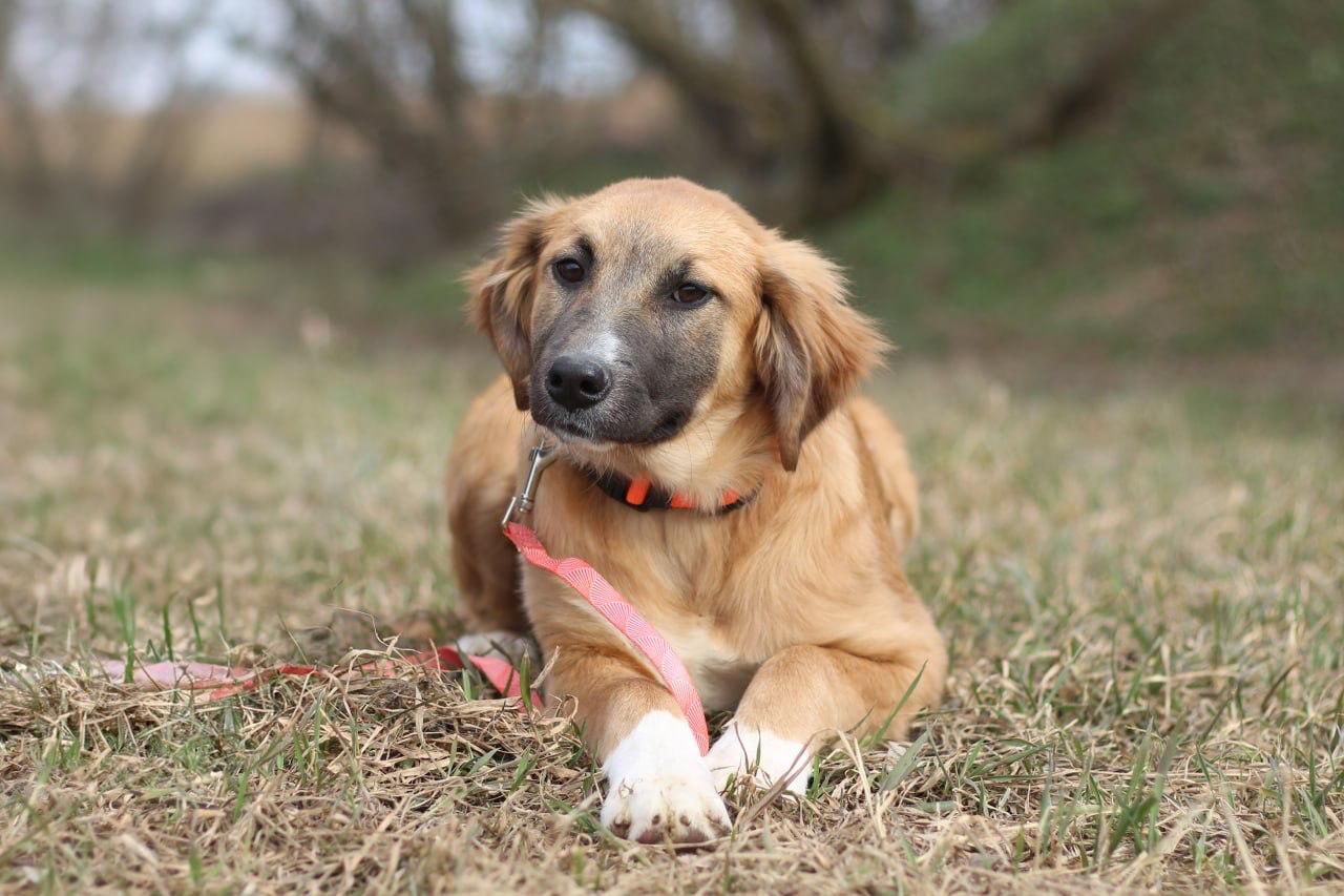 Chiens à adopter